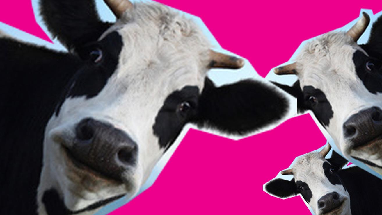 3 cows with pink background